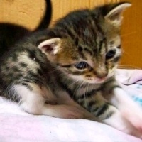 Tekir Kedi, Kedi  Pixie fotoğrafı