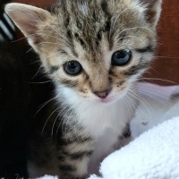 Tekir Kedi, Kedi  Pixie fotoğrafı