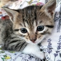 Tekir Kedi, Kedi  Pixie fotoğrafı