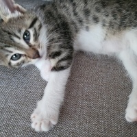 Tekir Kedi, Kedi  Pixie fotoğrafı