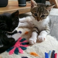 Tekir Kedi, Kedi  Pixie fotoğrafı