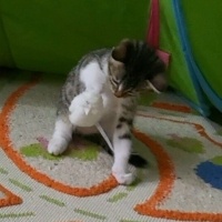 Tekir Kedi, Kedi  Pixie fotoğrafı