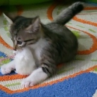 Tekir Kedi, Kedi  Pixie fotoğrafı