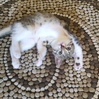 Tekir Kedi, Kedi  Pixie fotoğrafı