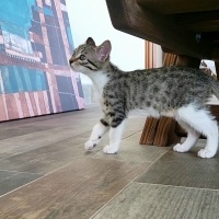 Tekir Kedi, Kedi  Pixie fotoğrafı