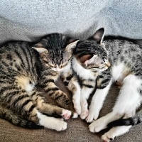Tekir Kedi, Kedi  Pixie fotoğrafı