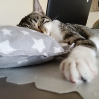 Tekir Kedi, Kedi  Pixie fotoğrafı
