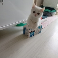 British Shorthair, Kedi  ZEUS fotoğrafı