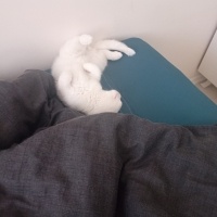 British Shorthair, Kedi  ZEUS fotoğrafı
