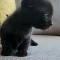 Bombay, Kedi  MAYA ( ilk adı "Knaz") fotoğrafı