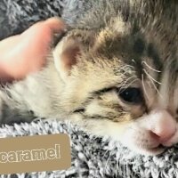 Tekir Kedi, Kedi  Caramel fotoğrafı