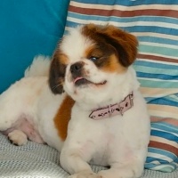 Pekingese, Köpek  Oscar fotoğrafı