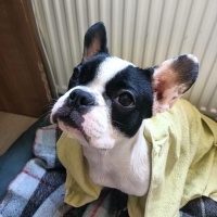 Fransız Bulldog, Köpek  Butik fotoğrafı