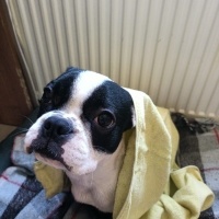 Fransız Bulldog, Köpek  Butik fotoğrafı