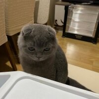 Scottish Fold, Kedi  Pamuk fotoğrafı