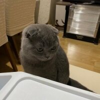 Scottish Fold, Kedi  Pamuk fotoğrafı