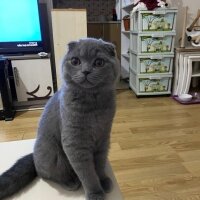 Scottish Fold, Kedi  Pamuk fotoğrafı