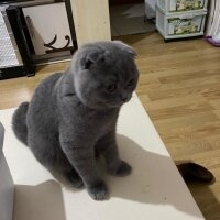 Scottish Fold, Kedi  Pamuk fotoğrafı