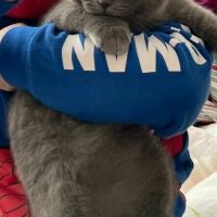 Scottish Fold, Kedi  Pamuk fotoğrafı