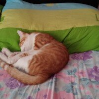 Manx, Kedi  gırgır  fotoğrafı