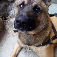 Belçika Malinois, Köpek  Oscar fotoğrafı