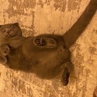 Scottish Fold, Kedi  Mavi fotoğrafı