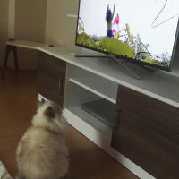 İran Kedisi (Persian), Kedi  Pamuk fotoğrafı