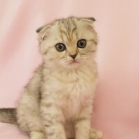 British Shorthair, Kedi  Miya fotoğrafı