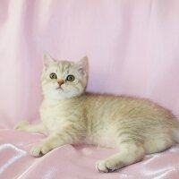 British Shorthair, Kedi  Miya fotoğrafı