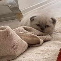 Scottish Fold, Kedi  Narkoz fotoğrafı