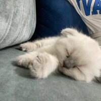 Scottish Fold, Kedi  Narkoz fotoğrafı