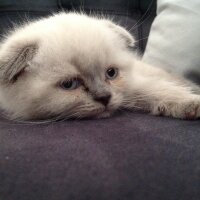 Scottish Fold, Kedi  Narkoz fotoğrafı