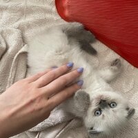 Scottish Fold, Kedi  Narkoz fotoğrafı