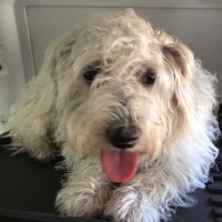 Maltese, Köpek  LEO fotoğrafı