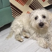 Maltese, Köpek  LEO fotoğrafı