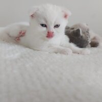 Scottish Fold, Kedi  Scotish ve british kedilerimiz yeni sahiplerini be fotoğrafı