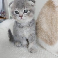 Scottish Fold, Kedi  Scotish ve british kedilerimiz yeni sahiplerini be fotoğrafı