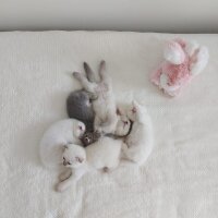 Scottish Fold, Kedi  Scotish ve british kedilerimiz yeni sahiplerini be fotoğrafı