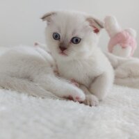 Scottish Fold, Kedi  Scotish ve british kedilerimiz yeni sahiplerini be fotoğrafı