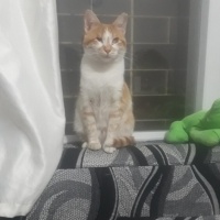 Sarman, Kedi  Mia fotoğrafı