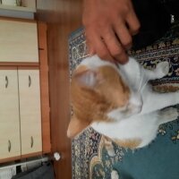 Sarman, Kedi  Cafer fotoğrafı