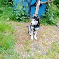 Sibirya Kurdu (Husky), Köpek  Bella fotoğrafı
