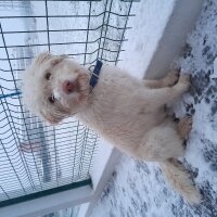 Soft Coated Wheaten Terrier, Köpek  Hera fotoğrafı