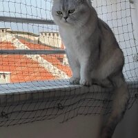 British Shorthair, Kedi  Şans fotoğrafı