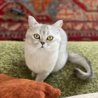 British Shorthair, Kedi  Şans fotoğrafı