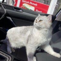 British Shorthair, Kedi  Şans fotoğrafı