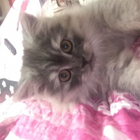 Chinchilla, Kedi  Kamuş fotoğrafı