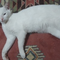 Van Kedisi, Kedi  Pamuk fotoğrafı