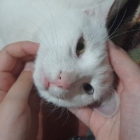 Van Kedisi, Kedi  Pamuk fotoğrafı