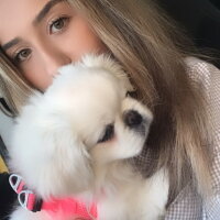 Pekingese, Köpek  Köpük fotoğrafı